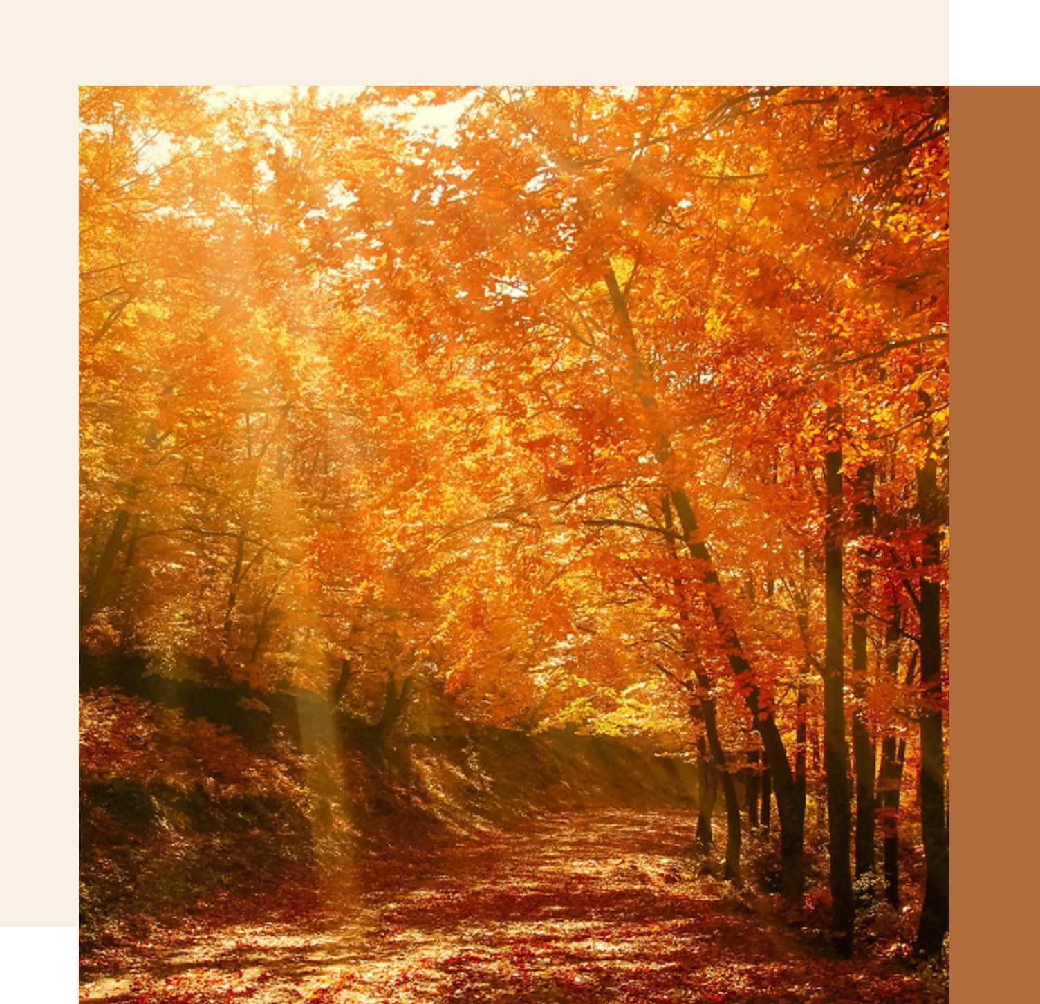Autumn path lined with trees and sun rays shining through branches