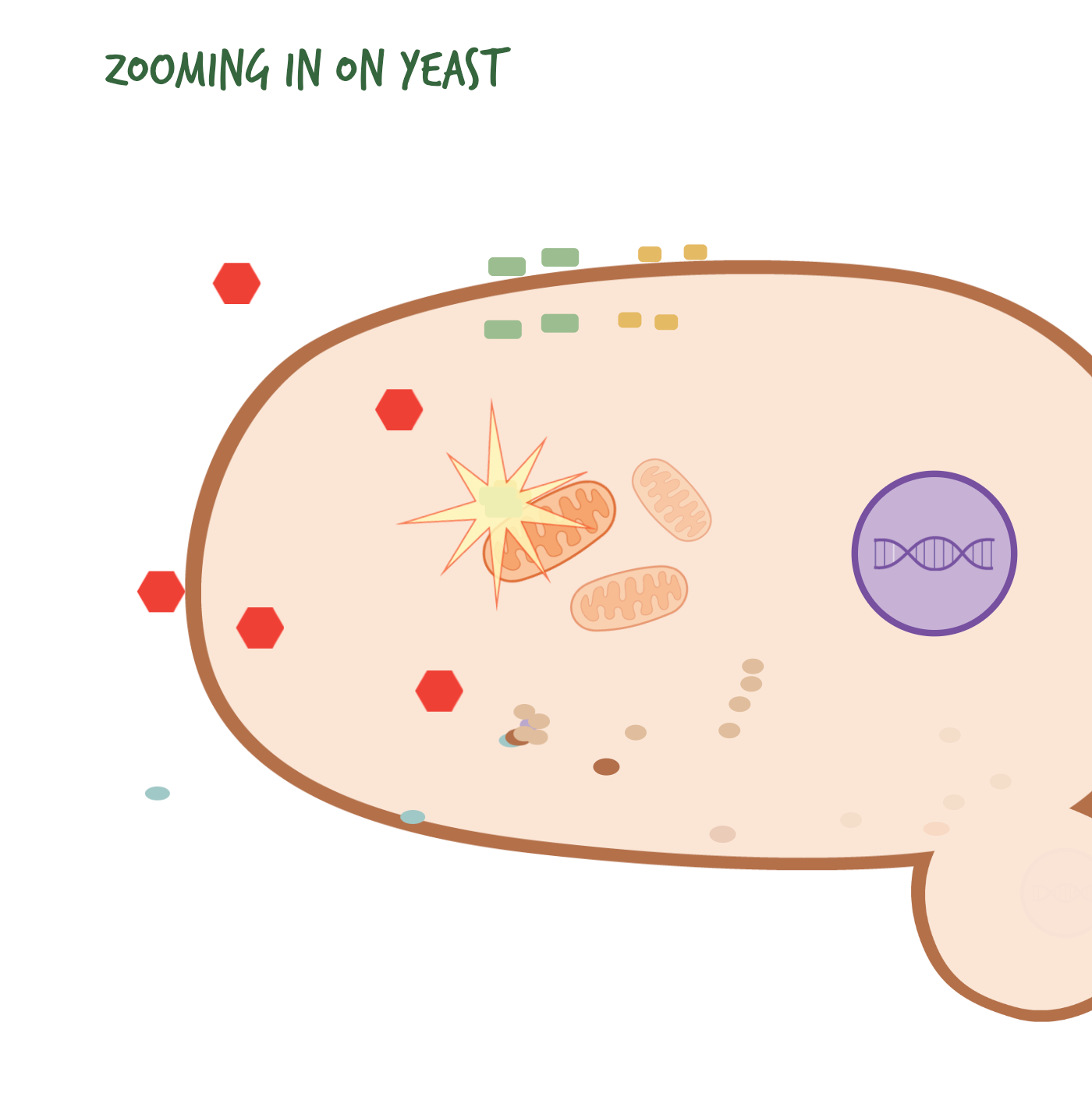 Cartoon illustration zooming in on a yeast cell, showing organelles and red/green particles.