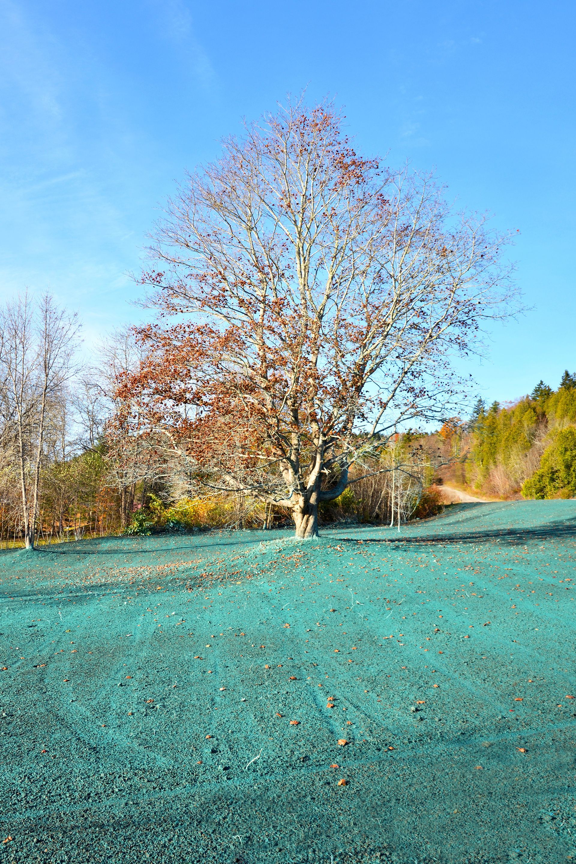 A dirt road going through a forest with trees on both sides.