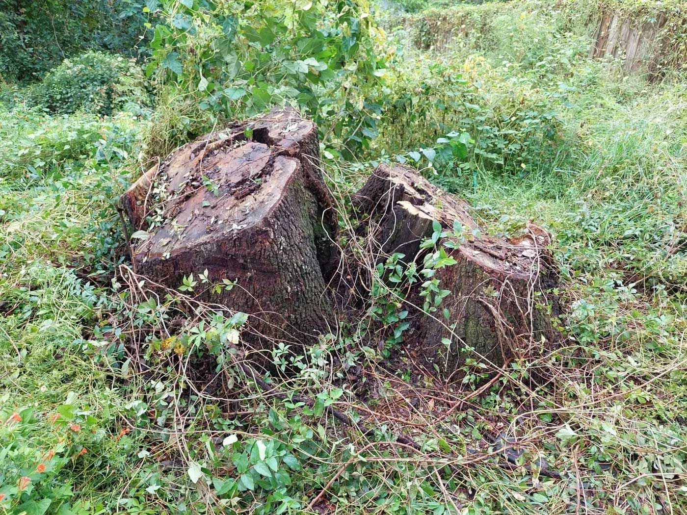 Stump Grinding  1