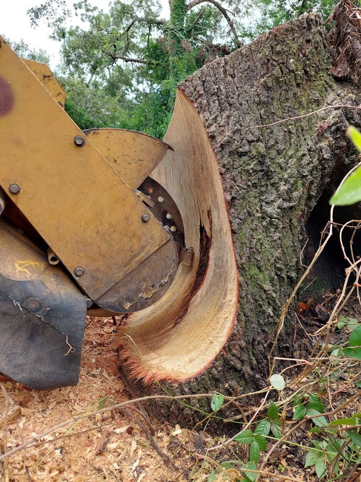 Stump Grinding  10