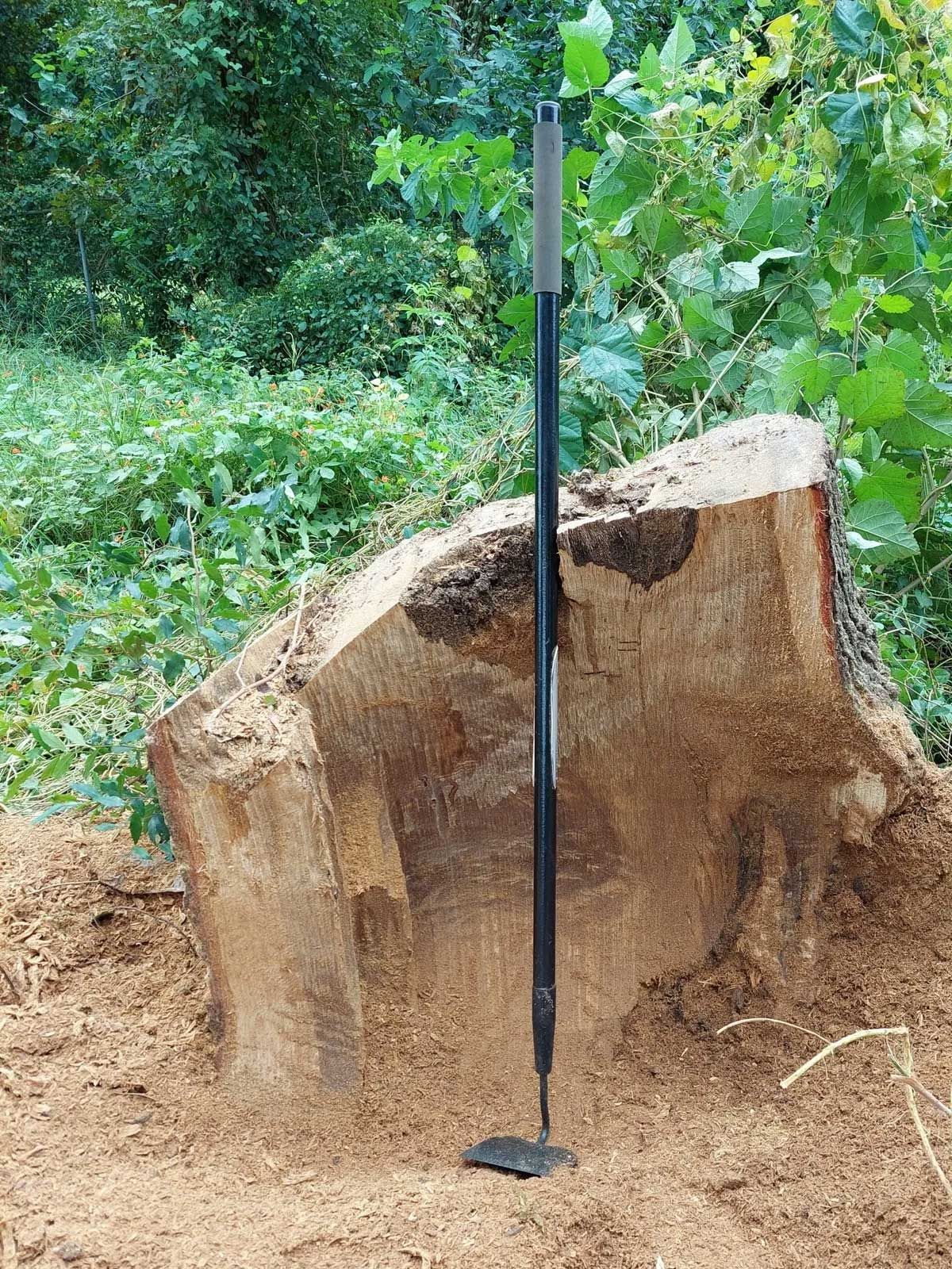 Stump Grinding  5