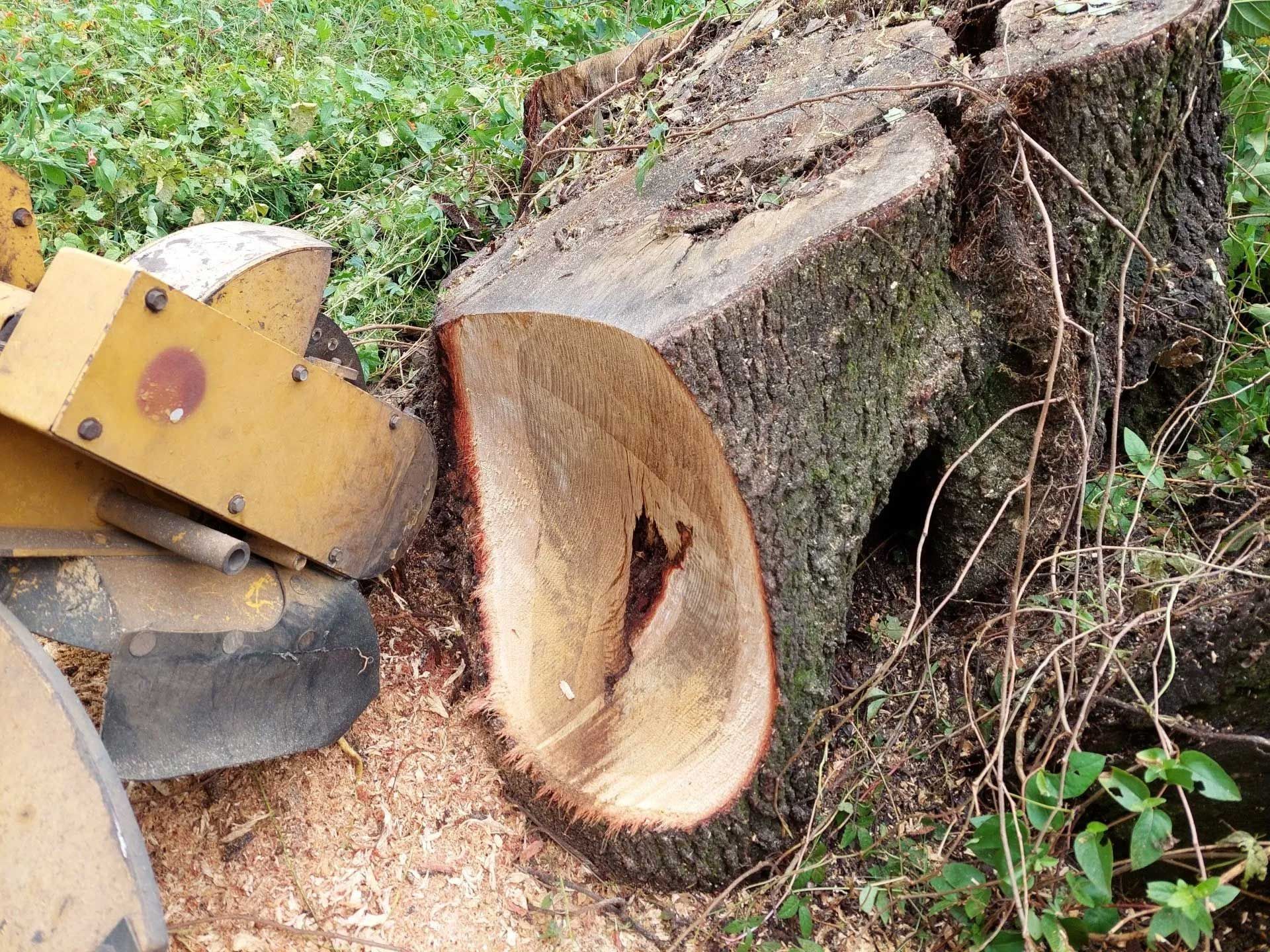 Stump Grinding  6