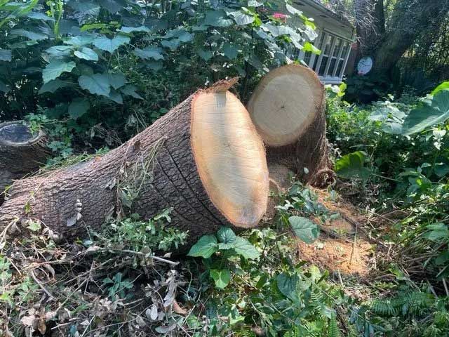 Stump Grinding  8