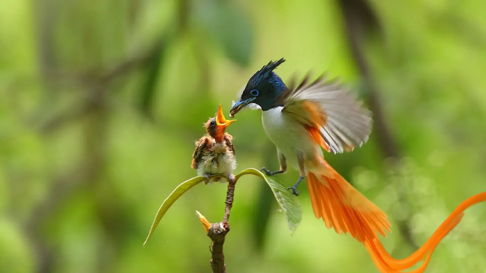 Bird-watching-experience-in-Yala-National-Park-Sri-Lanka