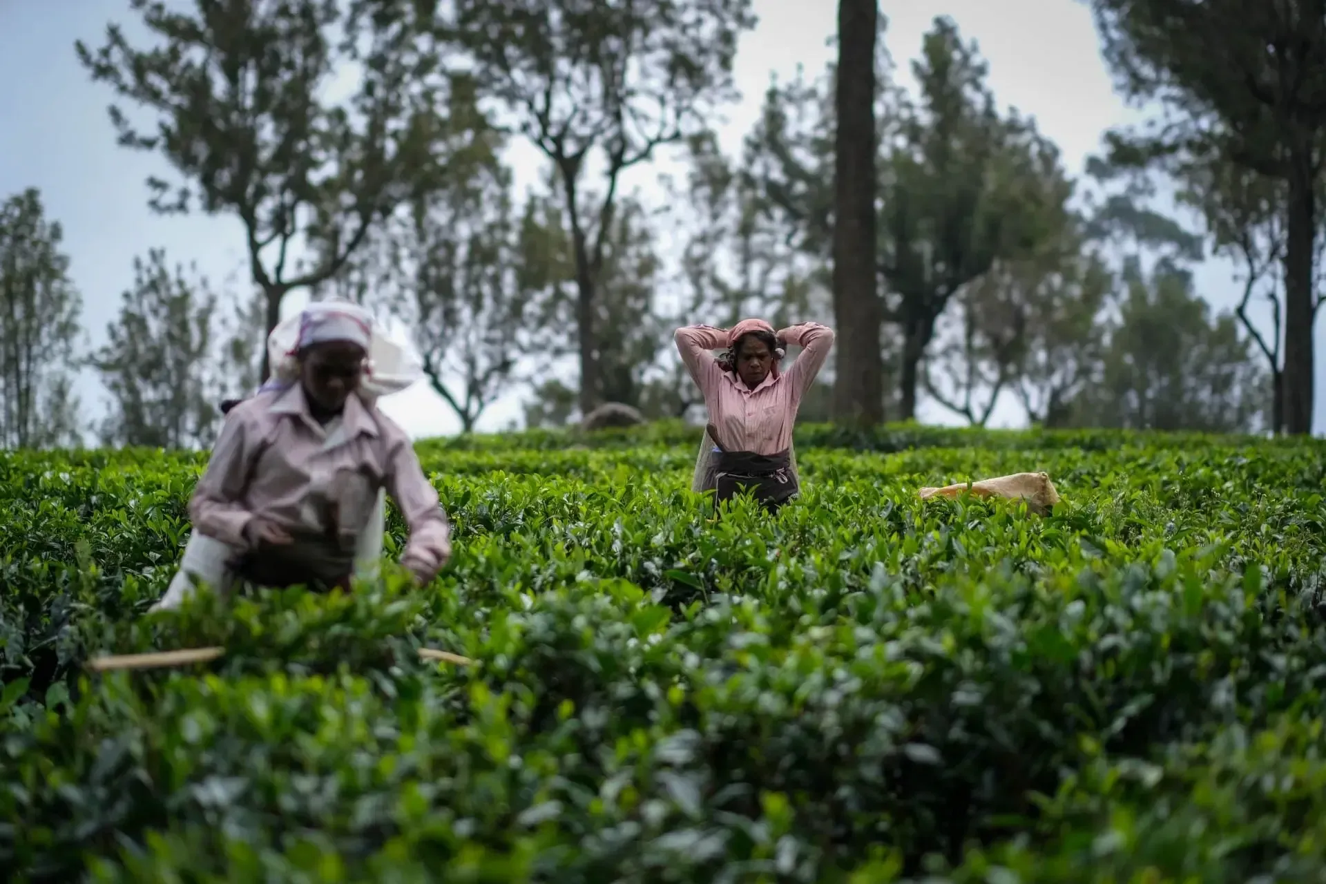 Green-tea-plantations-and-hills-around-Ella-Sri-Lanka