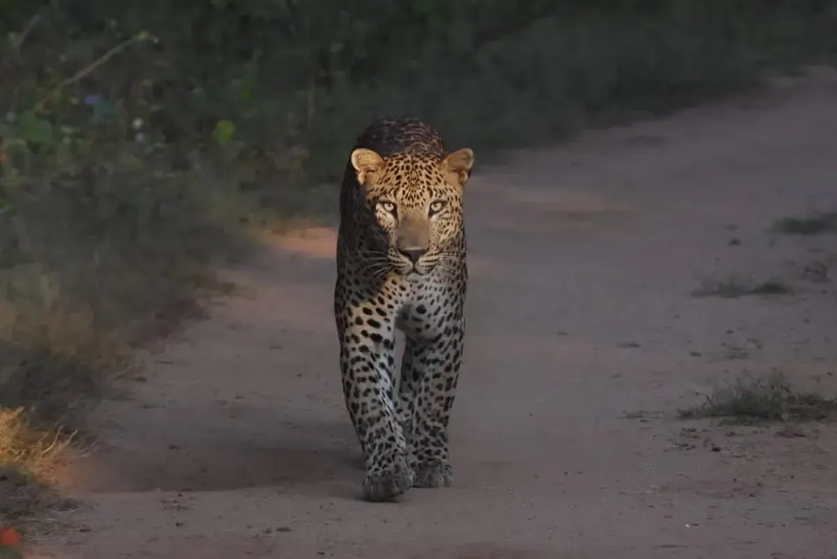 Sri-Lankan-leopard-spotted-during-a-wildlife-safari-in-Yala-National-Park