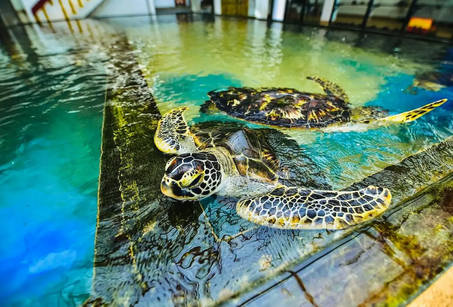 Sea-turtle-conservation-experience-on-the-Galle-coast-Sri-Lanka