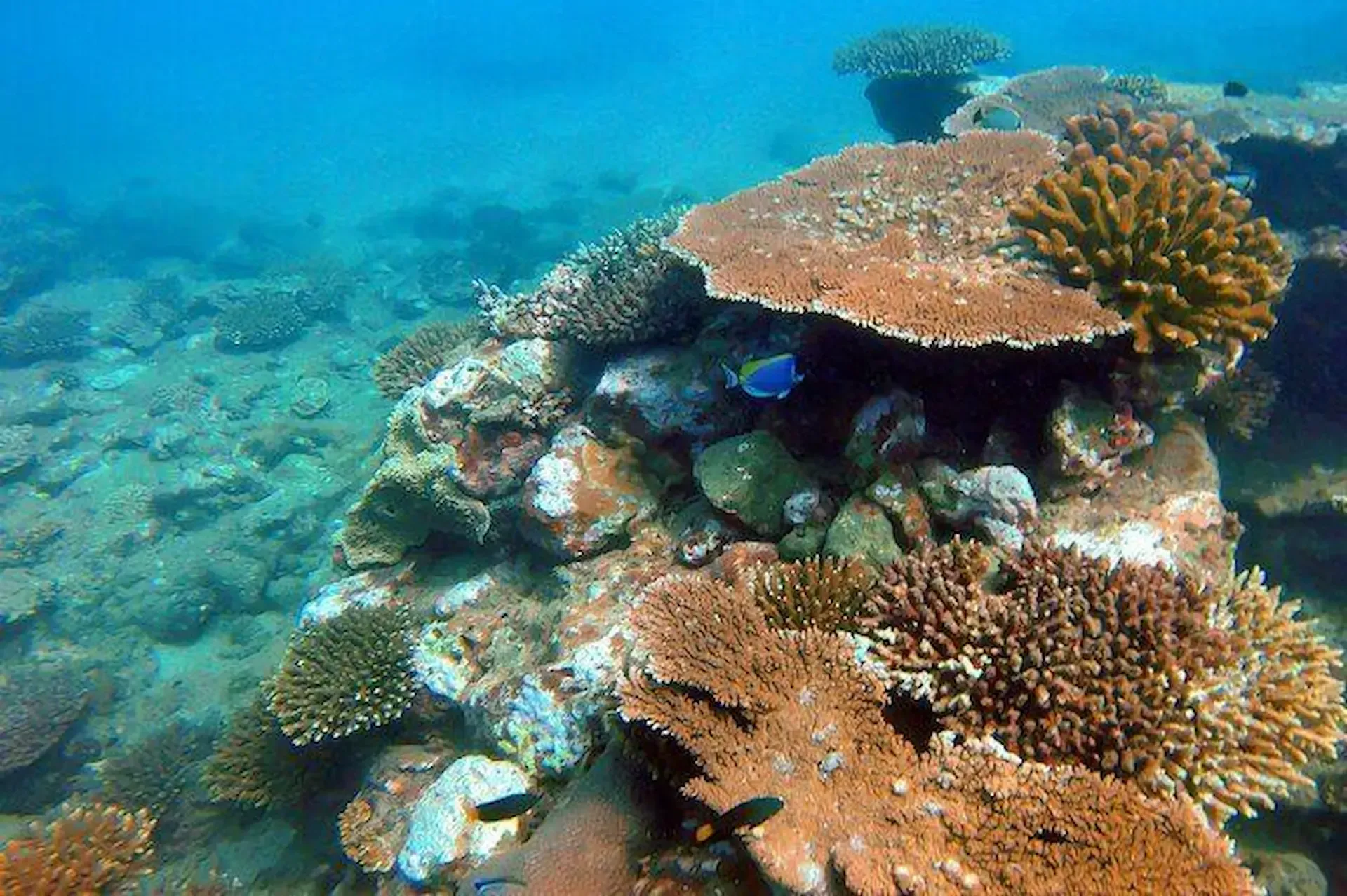 Tropical-marine-life-and-coral-reefs-near-Trincomalee-Sri-Lanka