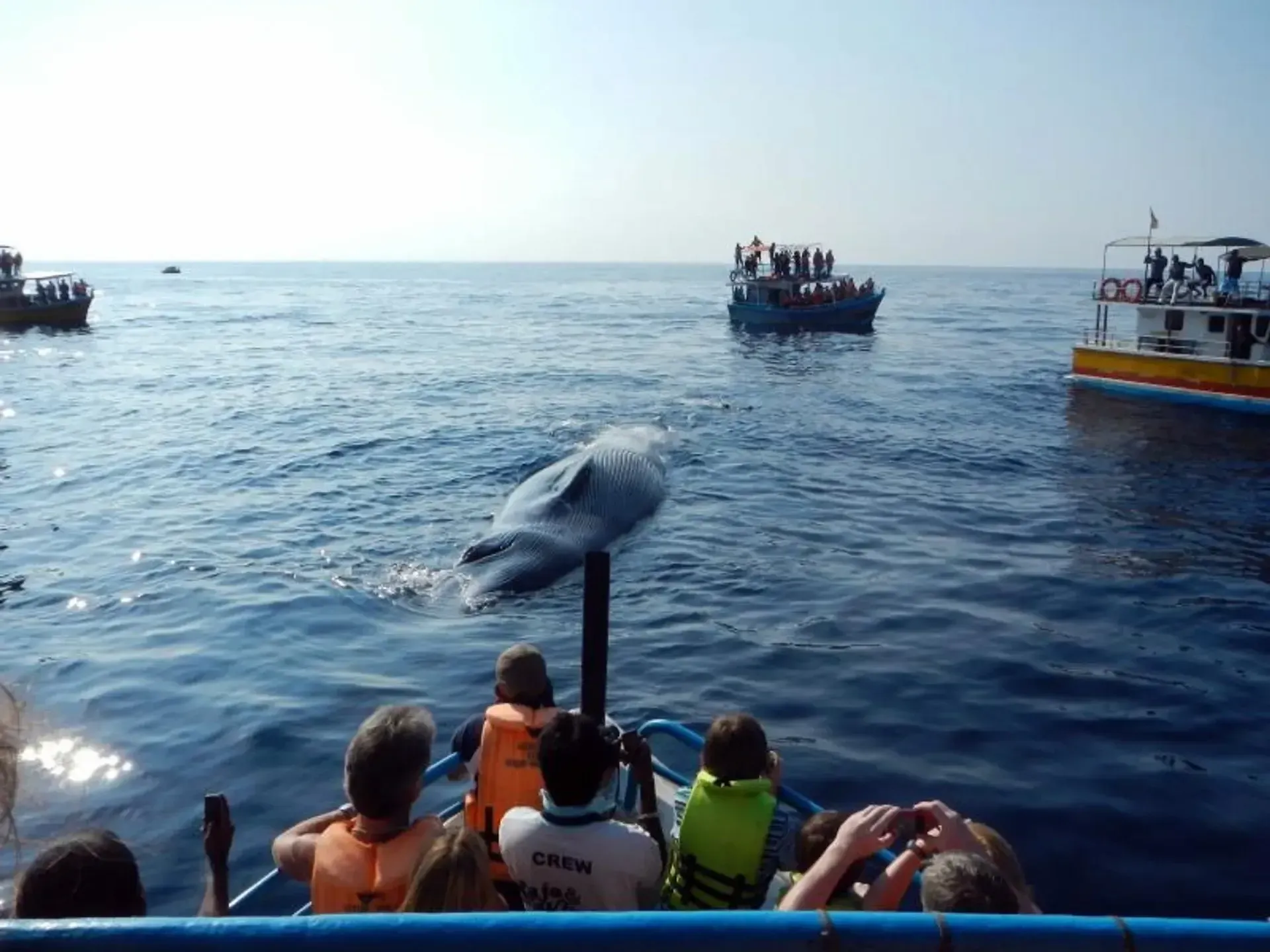 Whale-watching-boat-tour-experience-in-Mirissa-Sri-Lanka