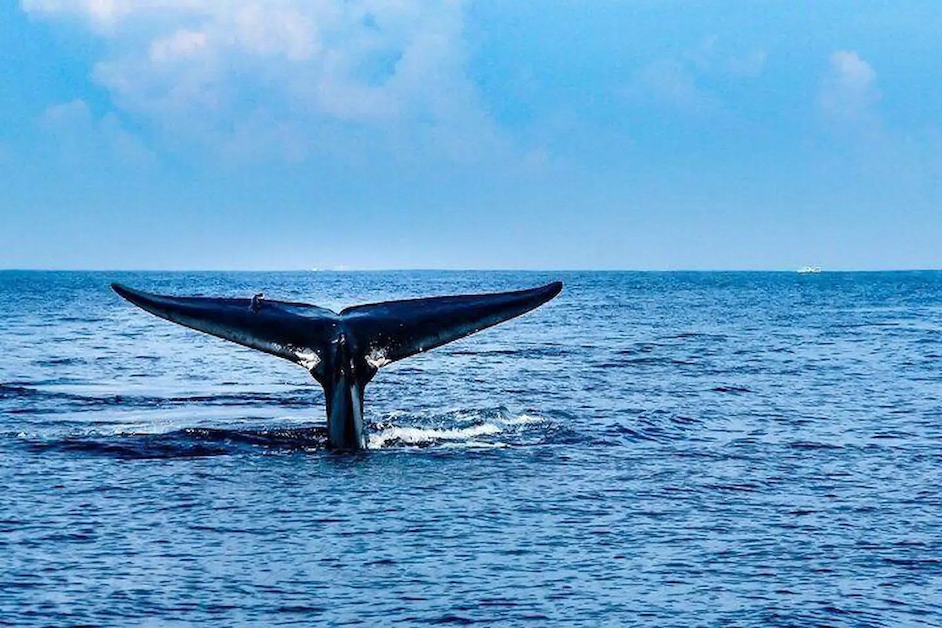Whale-watching-boat-tour-experience-in-Trincomalee-Sri-Lanka