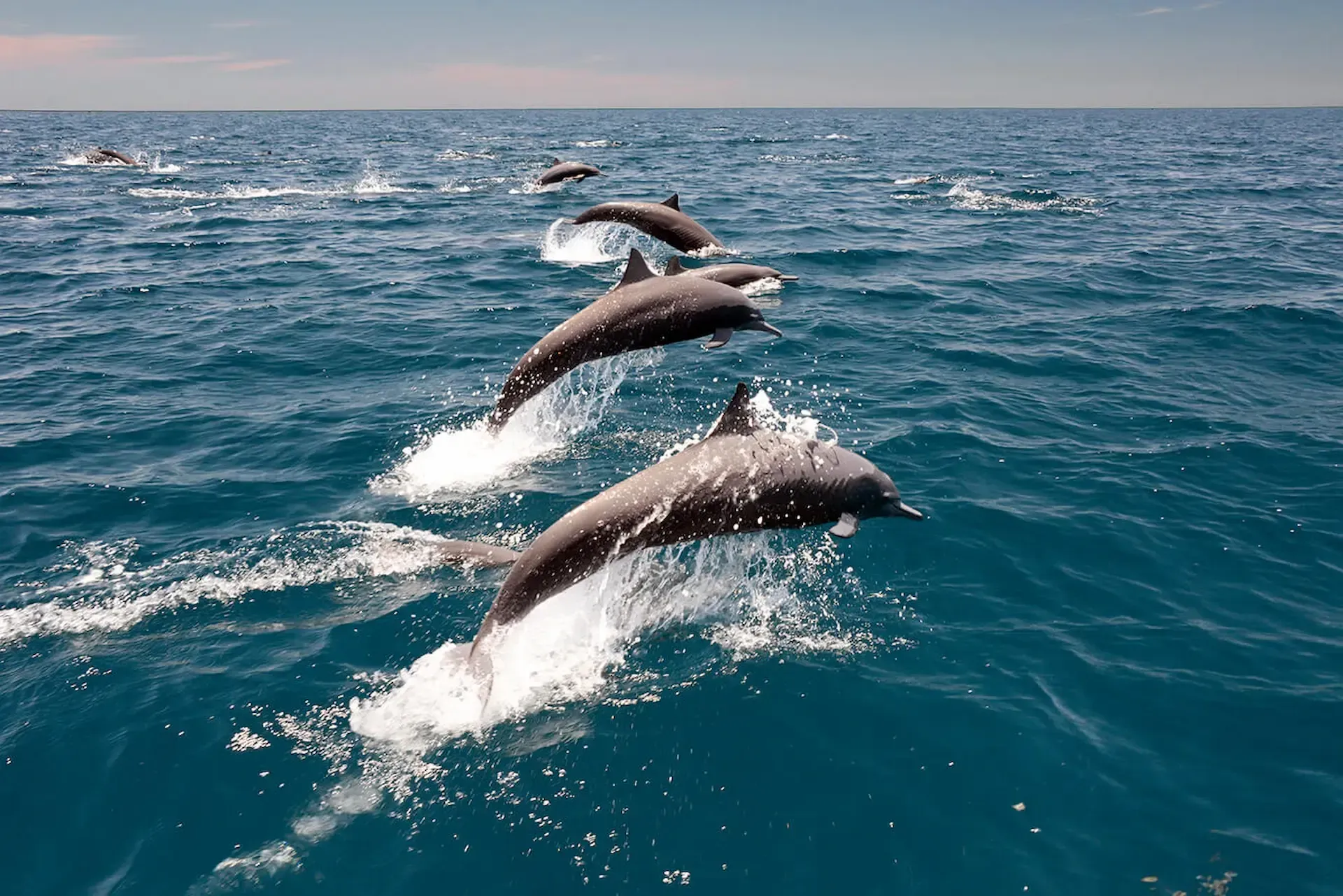 Whale-watching-boat-tour-near-Galle-and-Mirissa-Sri-Lanka