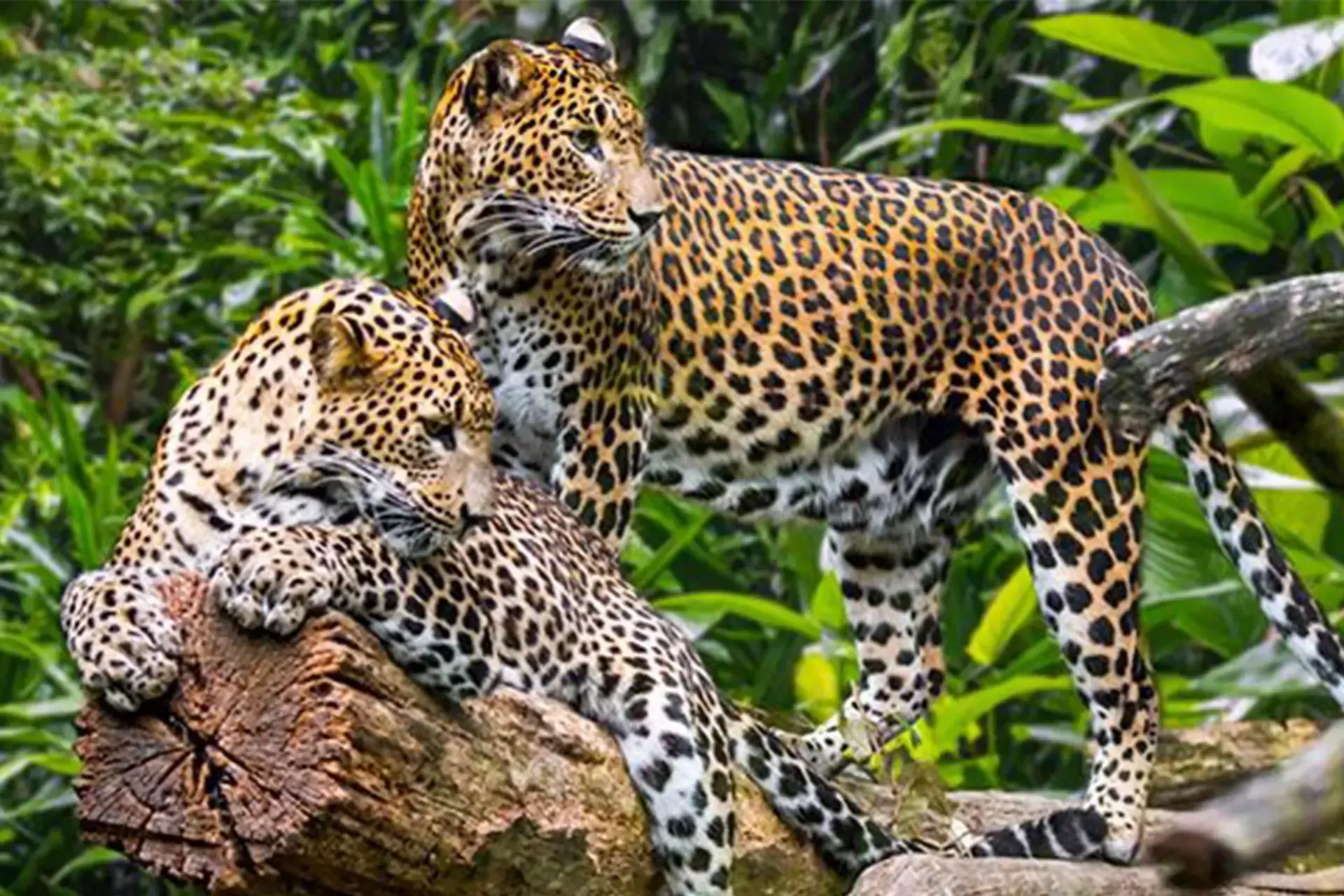 Yala-National-Park-wildlife-and-safari-destination-in-Sri-Lanka