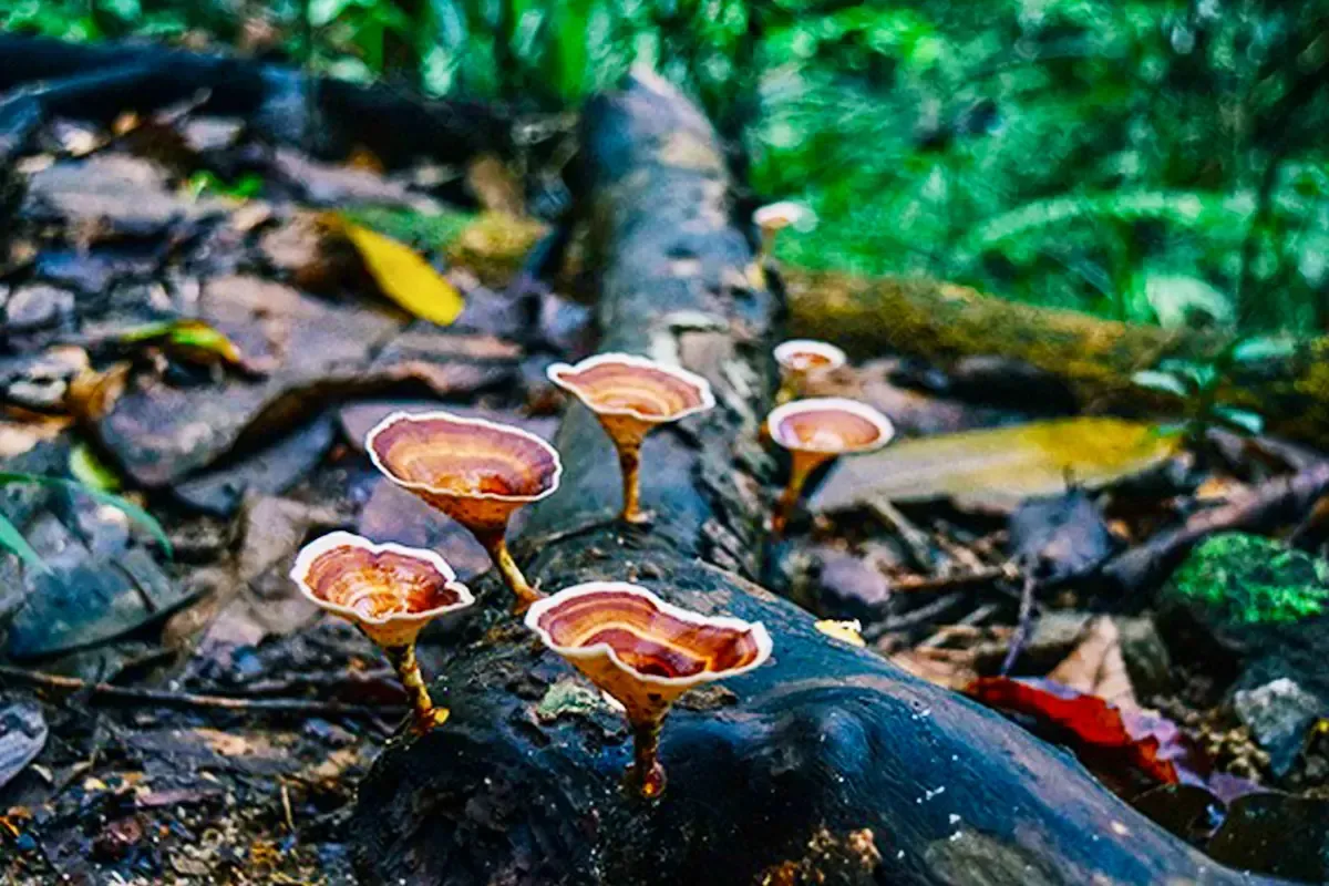 sinharaja-rain-forest