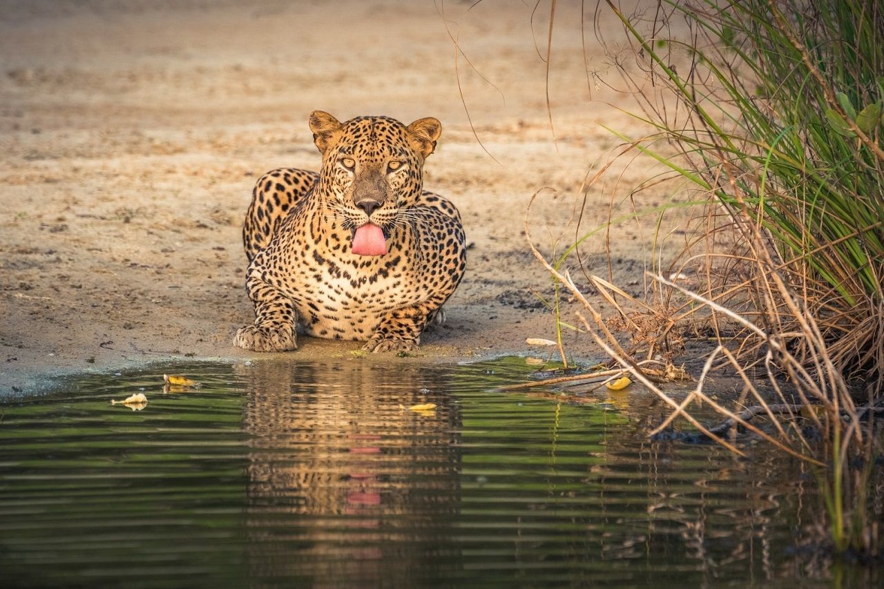 12 Best Things to Do in Yala, Sri Lanka’s Wild Paradise
