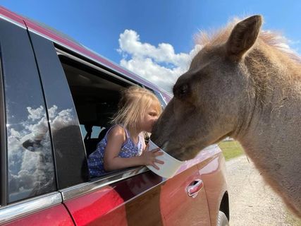Tupelo Buffalo Park Drive-Through