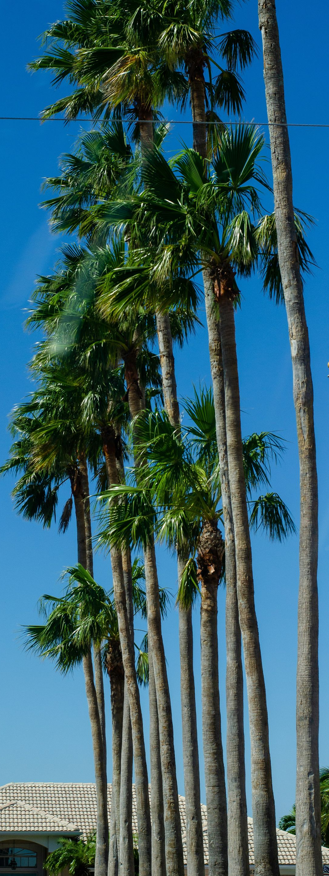 Tall palm trees against a clear blue sky