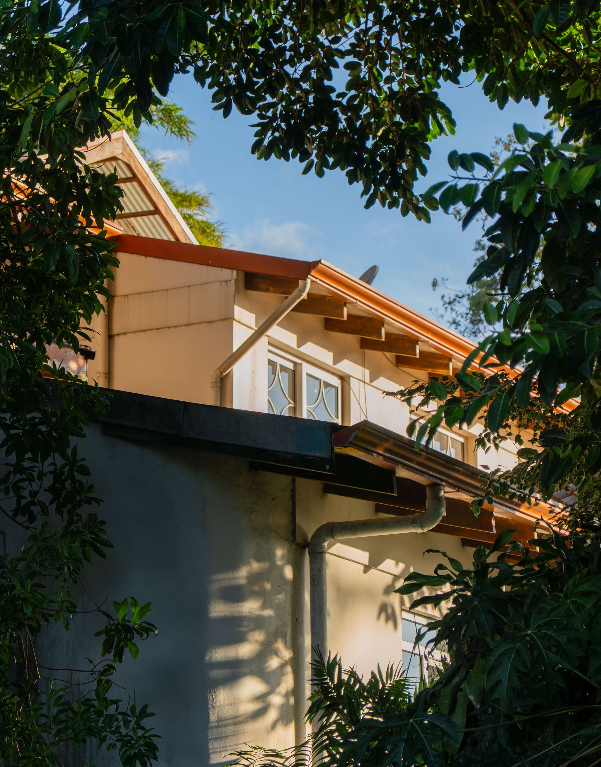 House roof and upper wall partially hidden by leafy tree branches in daylight