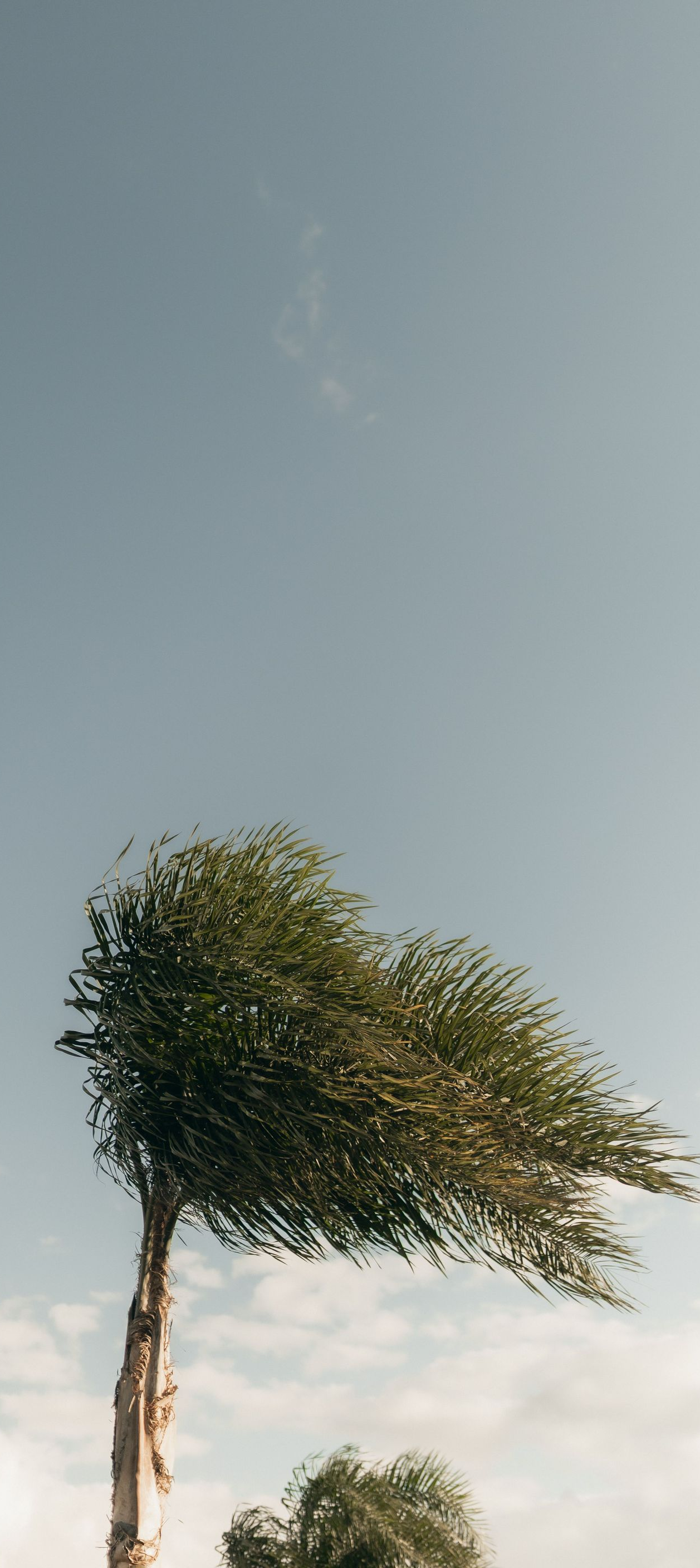 Tall palm tree bent sharply by strong wind against a pale blue sky