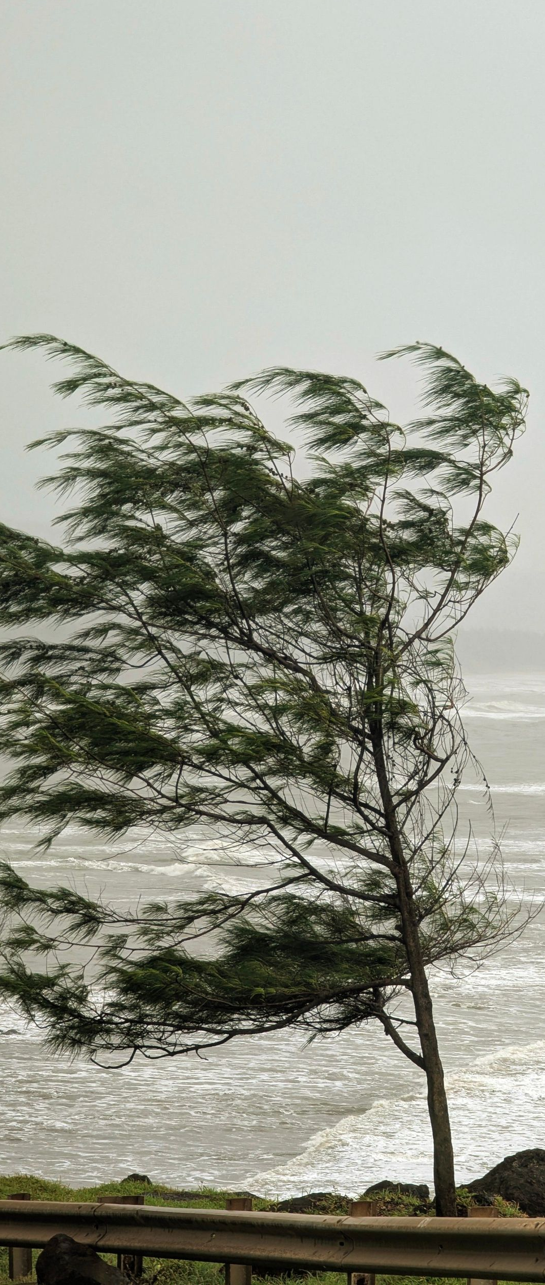 Wind-bent tree by a rocky shoreline under a gray sky