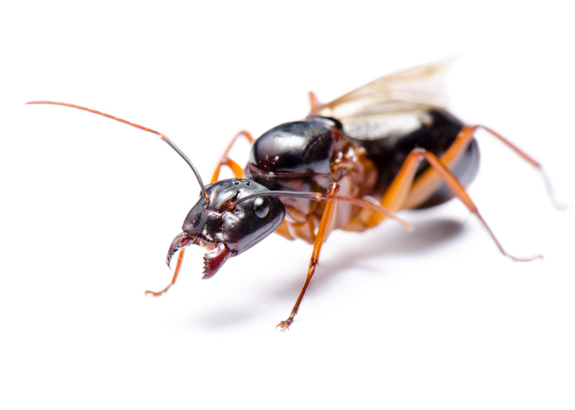 Signs of Carpenter Ants