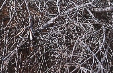 Limb Collection - picture of sticks