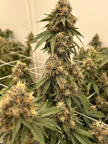 Close-up of a flowering cannabis plant with dense green leaves and orange buds indoors