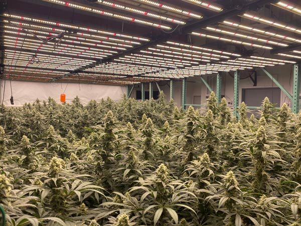 Large indoor cannabis grow room with rows of flowering plants under bright LED lights