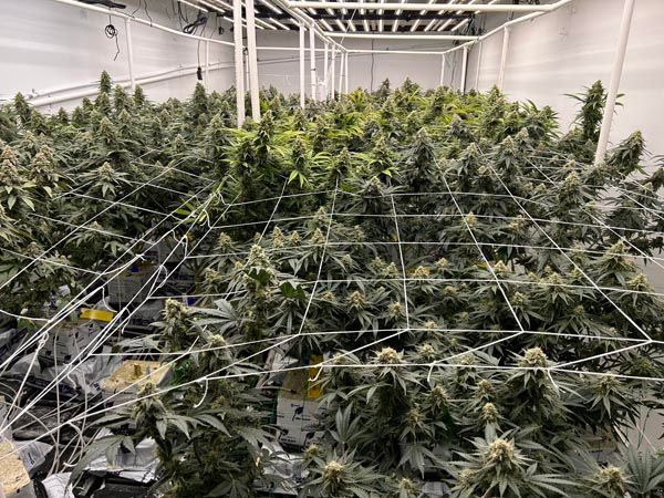 Indoor cannabis plants growing under trellis netting in a greenhouse-like room.