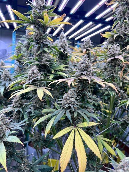 Cannabis plants growing indoors under bright LED lights, with purple buds and yellowing leaves