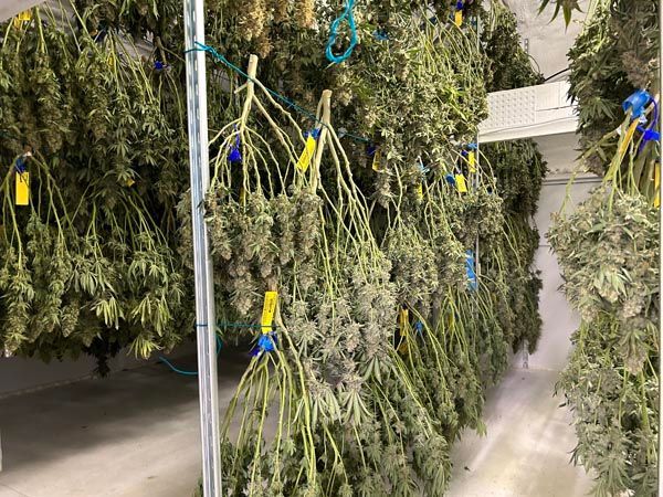 Rows of hanging cannabis plants drying indoors, tied with blue and yellow tags.