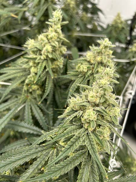 Close-up of cannabis buds on a flowering plant with green leaves and yellow pistils
