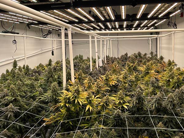 Indoor cannabis plants growing under LED lights in a cultivation room