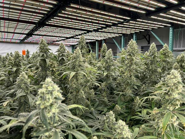 Rows of cannabis plants growing under indoor greenhouse lights