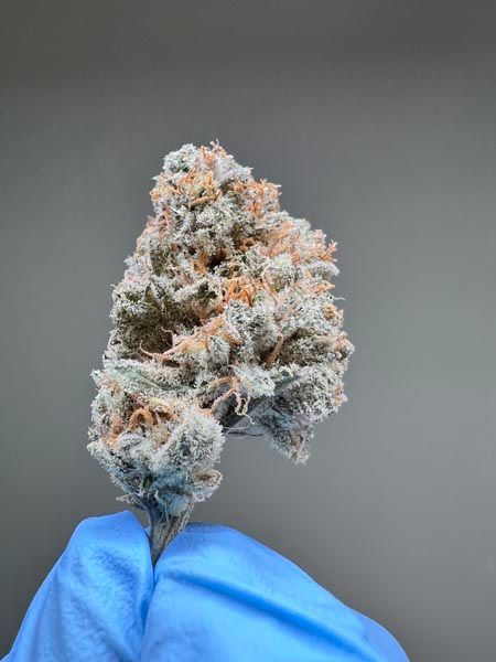 Frosty cannabis bud held in blue-gloved fingers against a gray background