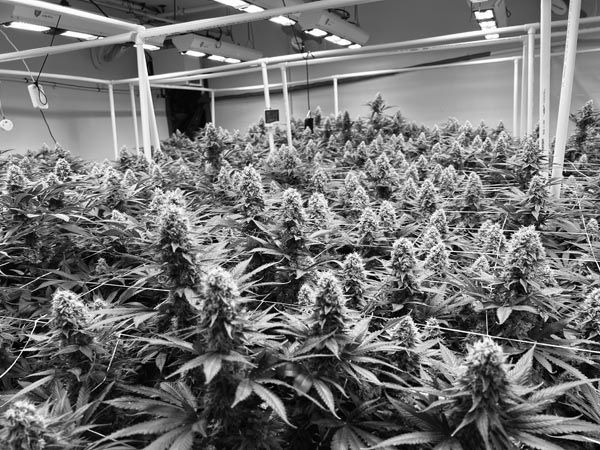 Indoor cannabis plants growing in a greenhouse under support beams and lights