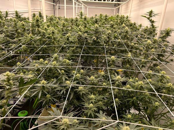 Indoor cannabis grow room with dense green plants under trellis netting and bright lights