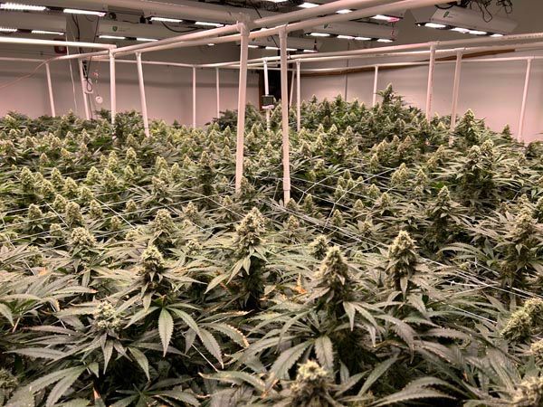 Indoor cannabis grow room with dense green plants under fluorescent lights