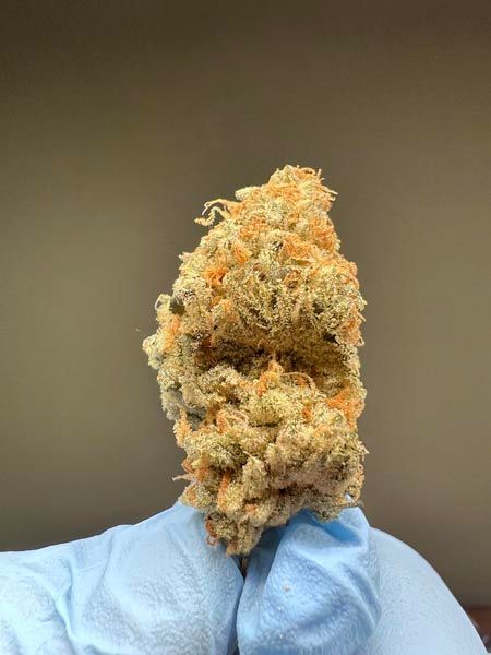 Large cannabis bud held by a gloved hand against a plain background