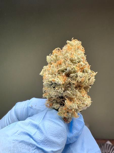 Gloved hand holding a frosty cannabis bud against a blurred background