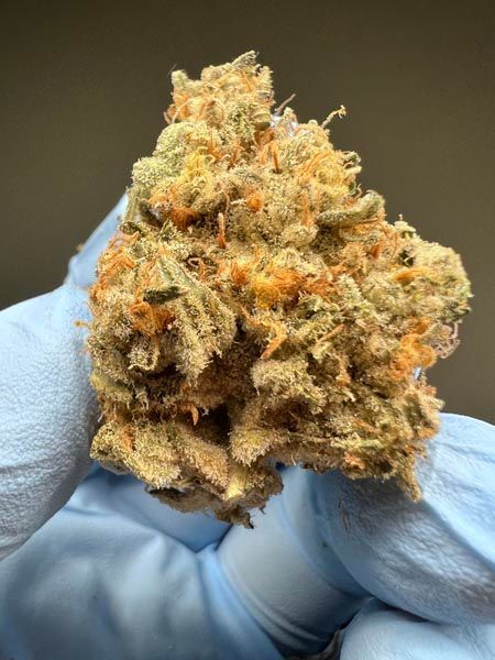Close-up of a cannabis bud held in a blue-gloved hand against a dark background