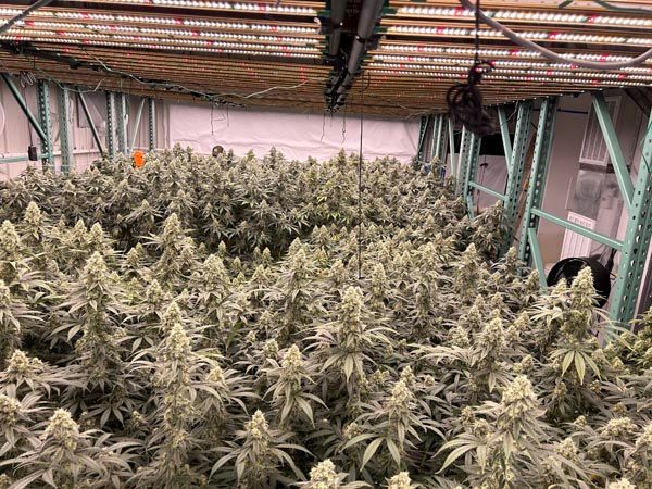 Indoor cannabis plants growing under greenhouse lights, with a person working at the right side.