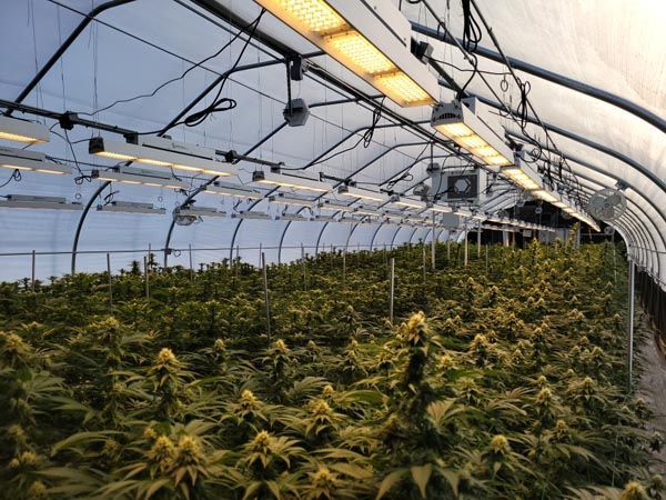 Rows of cannabis plants inside a greenhouse with overhead lights and metal framing