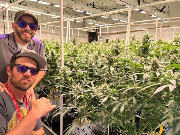 Two men posing in a cannabis grow room surrounded by flowering plants