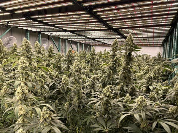 Indoor cannabis plants growing under greenhouse lights