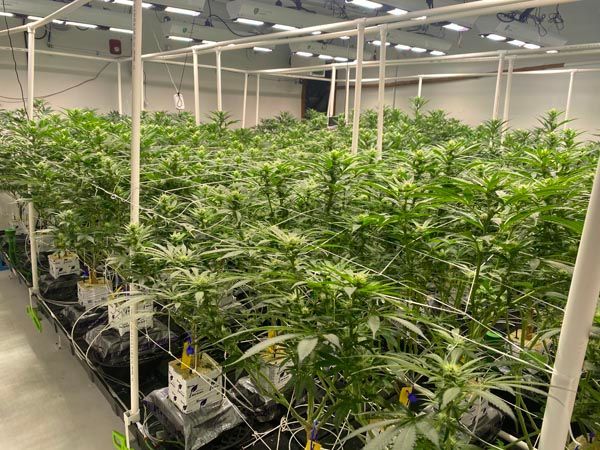 Indoor cannabis grow room with rows of potted plants under bright overhead lights