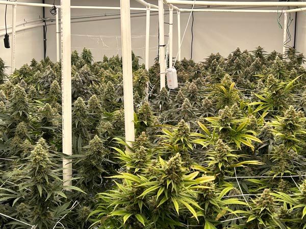 Indoor cannabis plants growing under hanging lights in a cultivation room