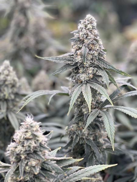 Close-up of a cannabis plant with dense, frosty buds and narrow green leaves.