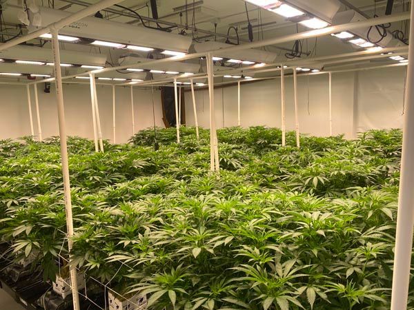 Indoor grow room with rows of lush green cannabis plants under fluorescent lights