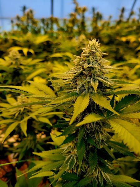 Close-up of cannabis plants with yellow-green leaves in a field under a blue sky
